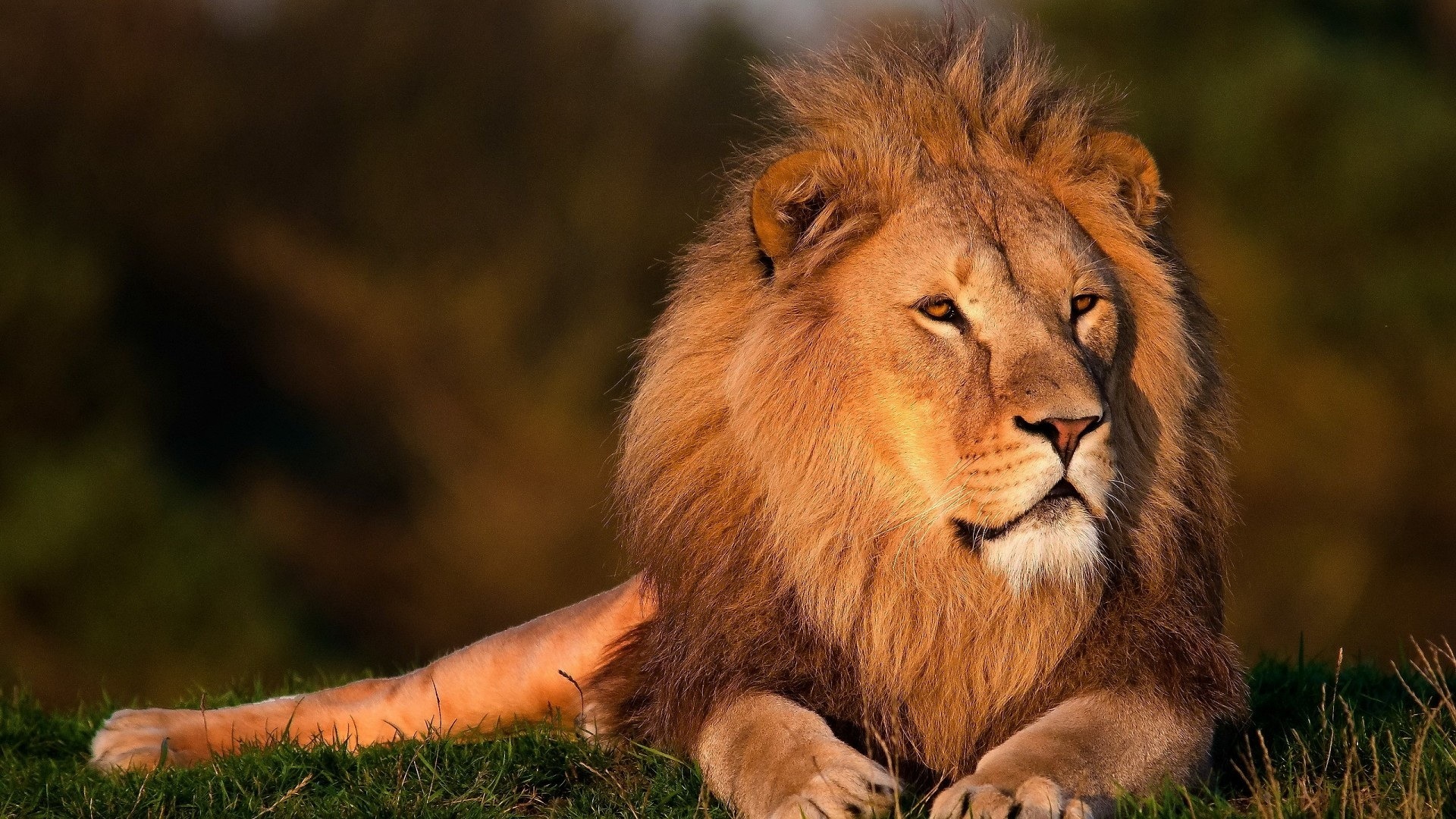 regal lion